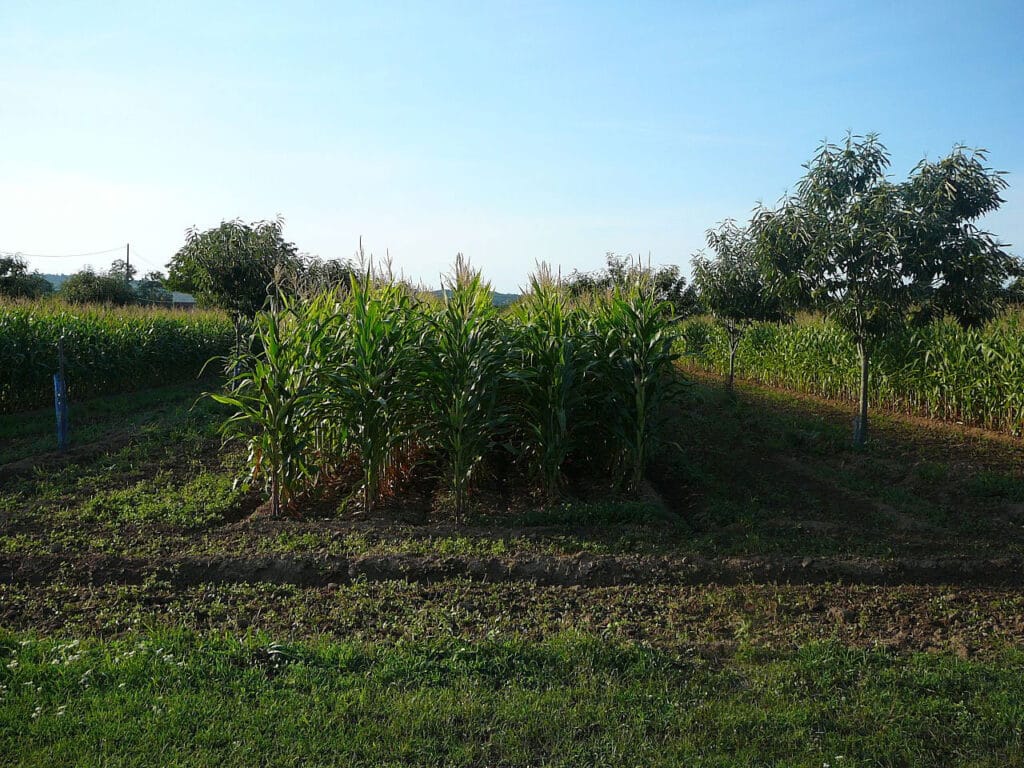 corn and chestnuts in agroforestry
